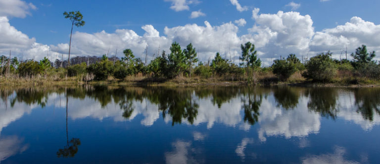 This is a photo of wetlands