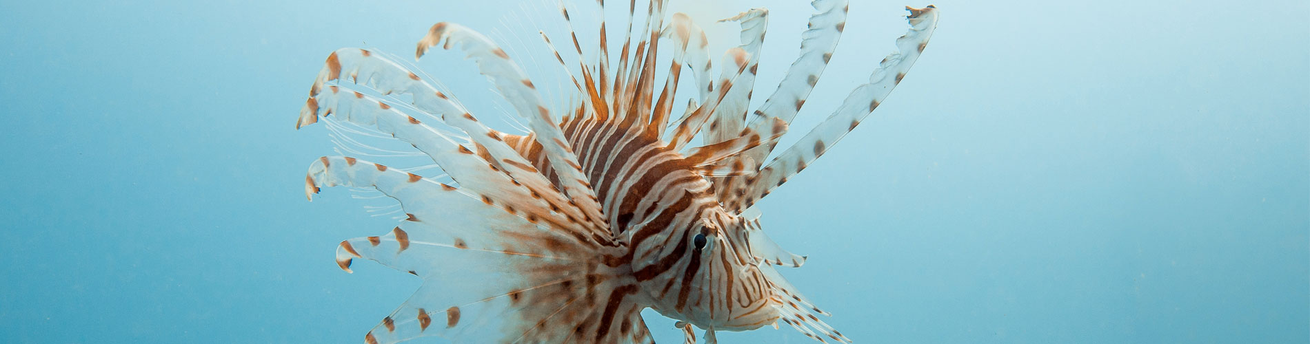 Wishes for Fishes - Lionfish