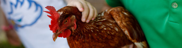 Chicken