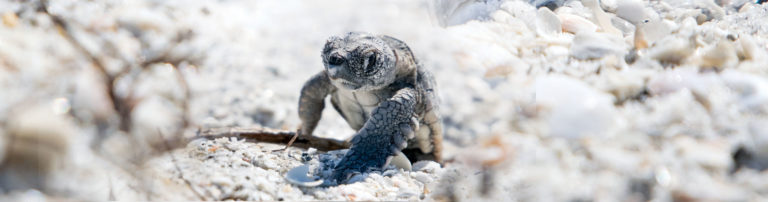Photo of turtle crawling across sand.
