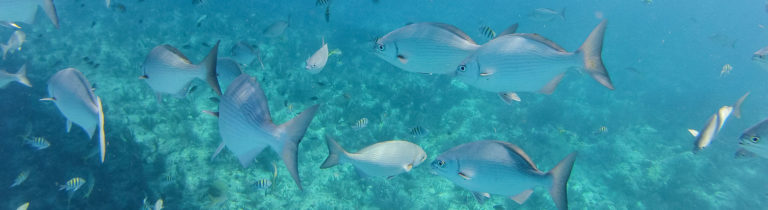 Photo shows fish in water