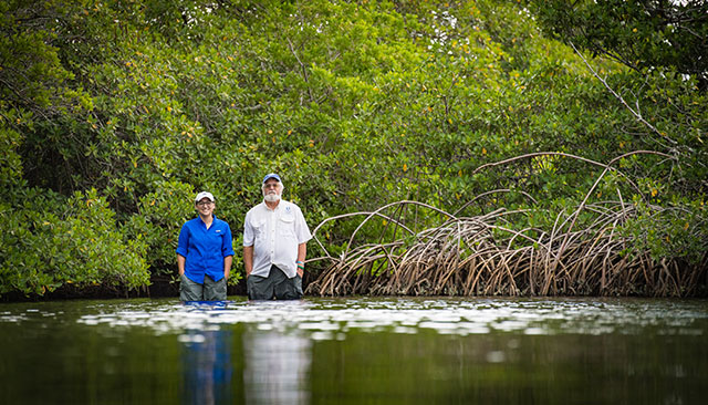 Photo show researchers looking at mangroves