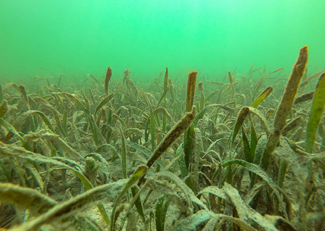 Photo shows sea grass in the Florida Keys