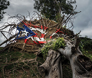 Photo of uprooted tree with Puerto Rican flag painted on trunk.