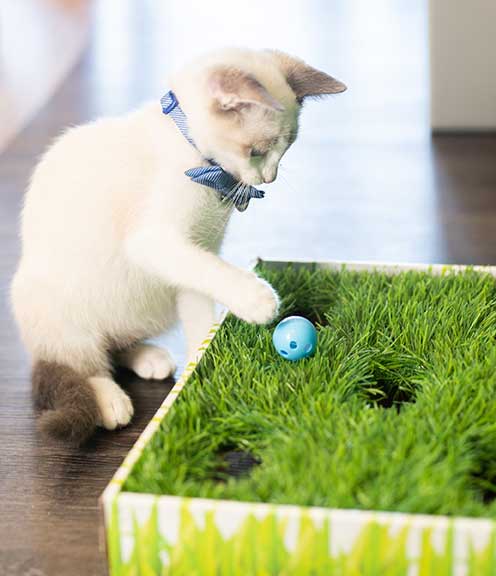 Photo shows cat playing