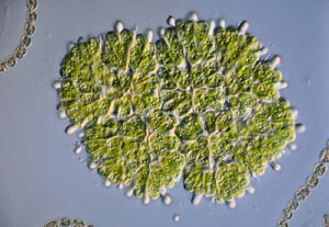 photo shows closeup of algae