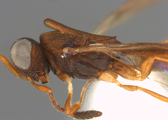 Wasp-loving professor gets unique gift from former student