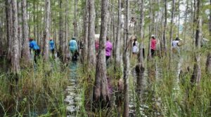 Colloquium - Cypress Dome