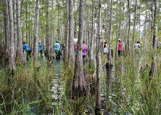 Lee County teachers join FGCU faculty for a wet walk in a cypress dome on campus.