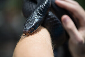 photo of snake