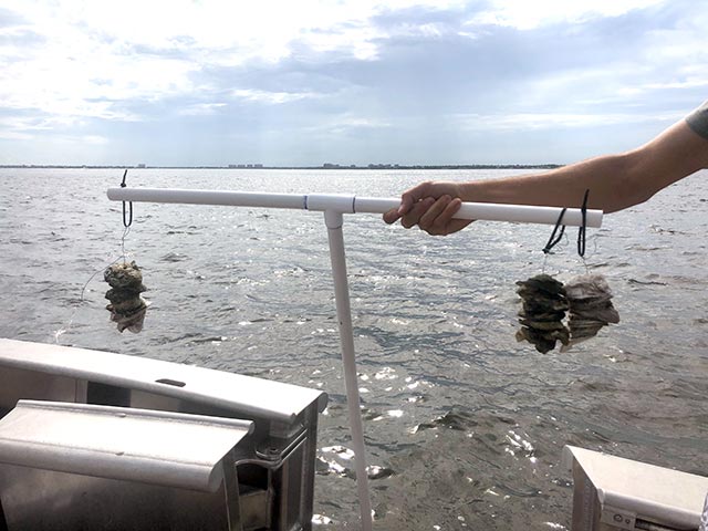 photo shows oysters