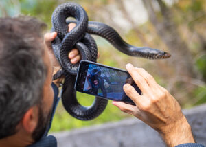 photo shows professor taking picture of snake