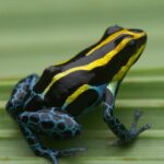 Amazonian poison dart frog, or ranitomeya amazonica