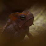 South American common toad, or rhinella margaritifera