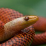 Beautiful calico snake, or oxyrhopus formosus