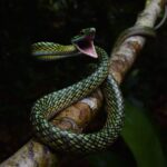 Parrot snake, or leptophis ahaetulla