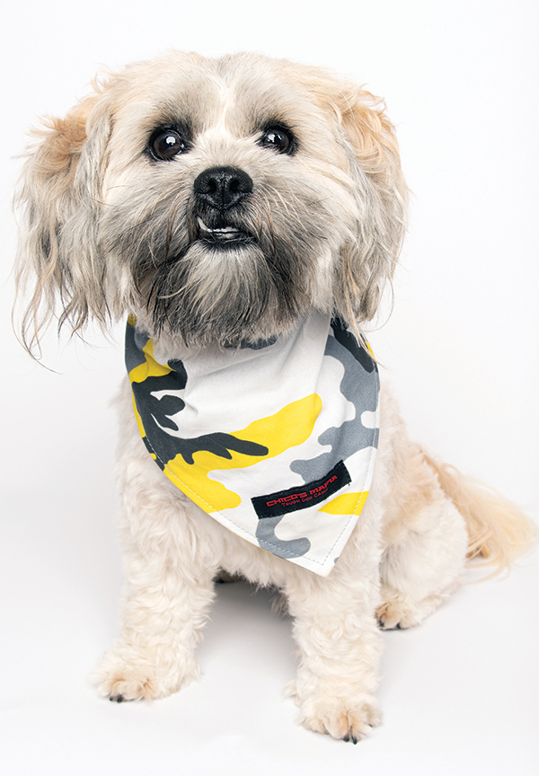 photo of dog modeling clothing
