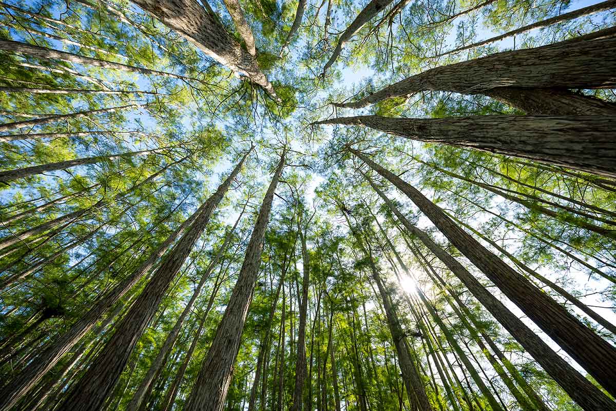 As viewed from the ground, a ring of tall cypress trees extends toward a blue sky as sunlight peeks through the trees.