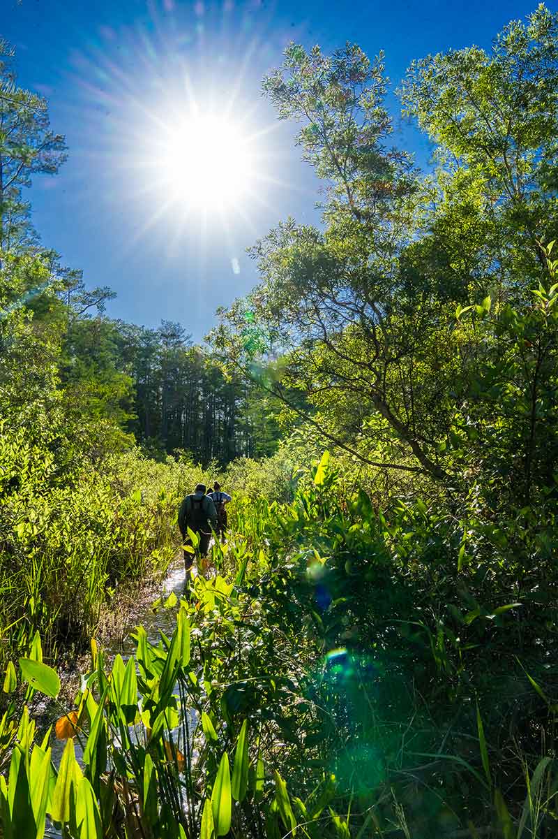 The sun shines down on a nature trail as two people wearing waders walk deeper into the brush.