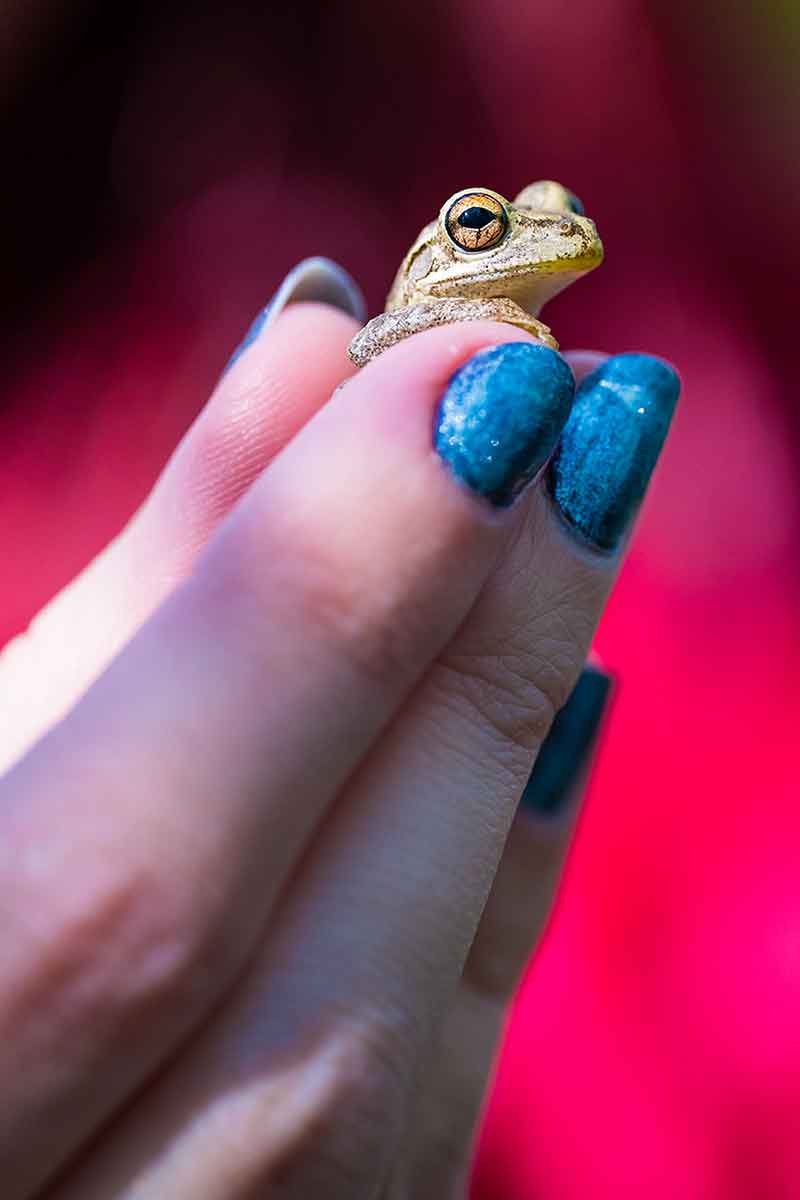 A small beige frog is held in fingers painted with blue polish against a red background.