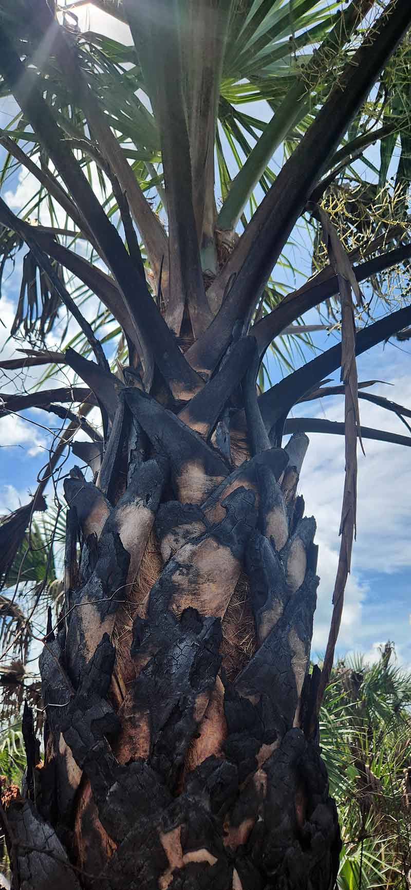 A palm tree showing extreme signs of a wildfire. The trunk is almost black from a burn but the top fronds are green