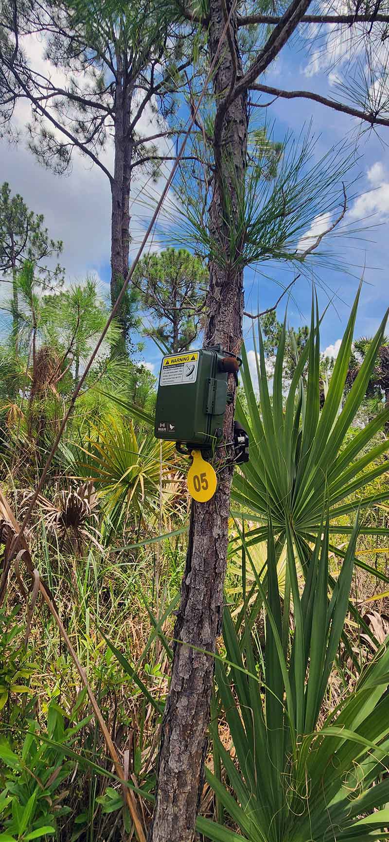 A green box with a yellow 05 tag and a white and yellow warning label is secured to a skinny tree in a forest dense with saw palmettos