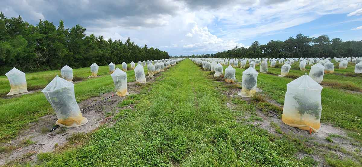 A large field with rows of plants, each covered by a plastic bag, disappearing into the horizon. A blue sky with white clouds fills the top third of the photo.