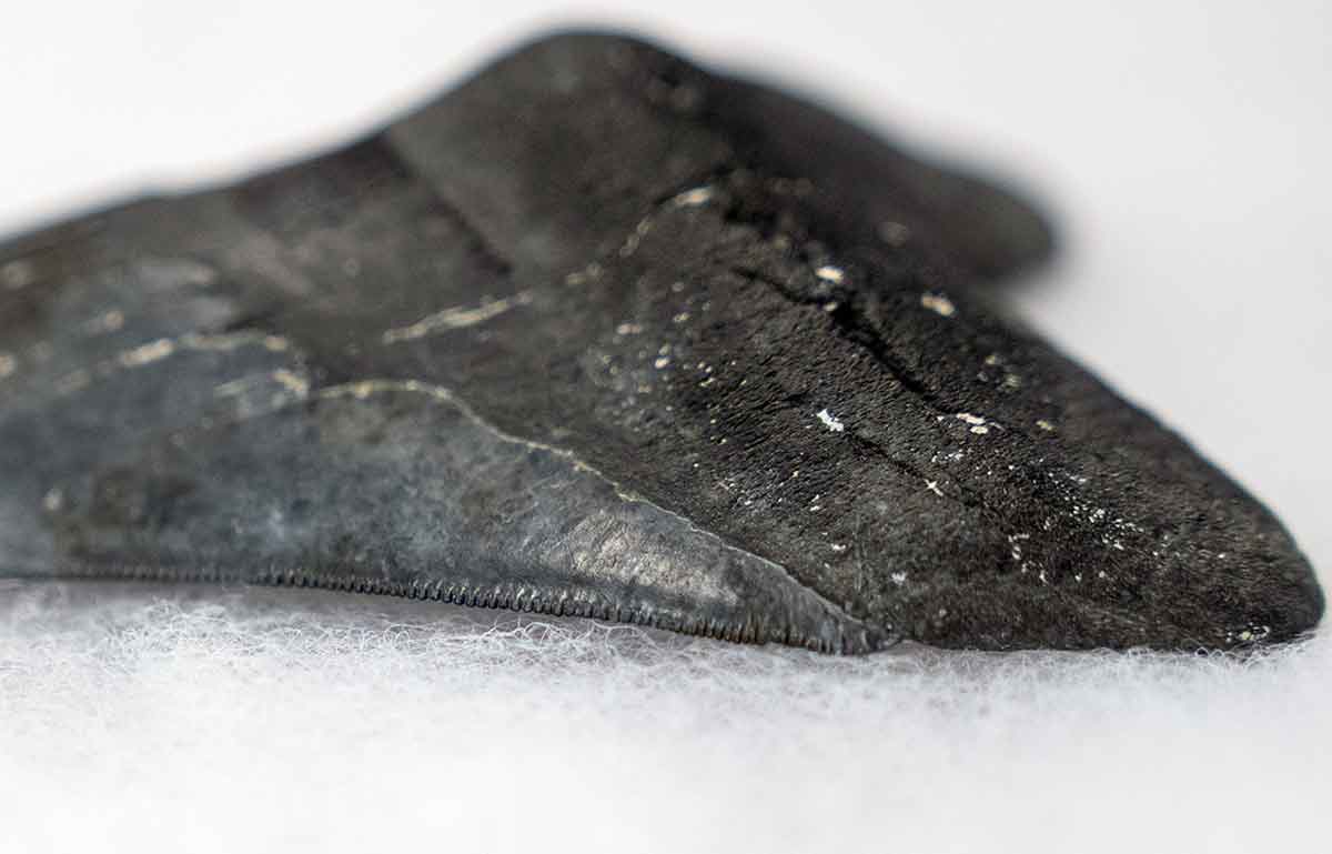 A close-up image of a black tooth with a serrated edge