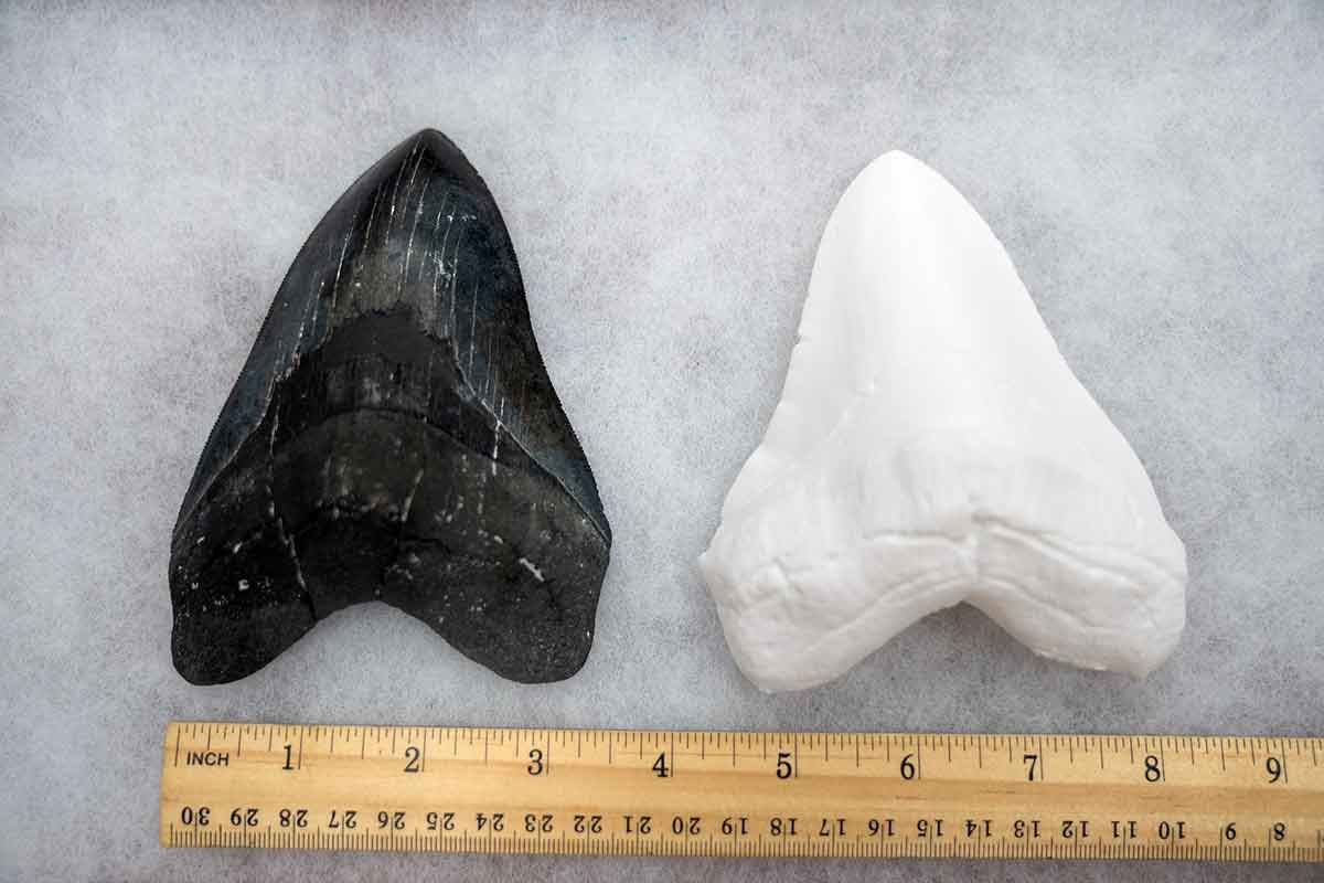 A real, black tooth next to a 3D-printed, white tooth with a ruler underneath, showing each tooth is over three inches wide