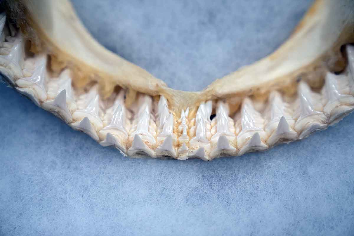 A close-up of the bottom of a great white shark jawbone with at least five rows of fully formed teeth tightly packed together