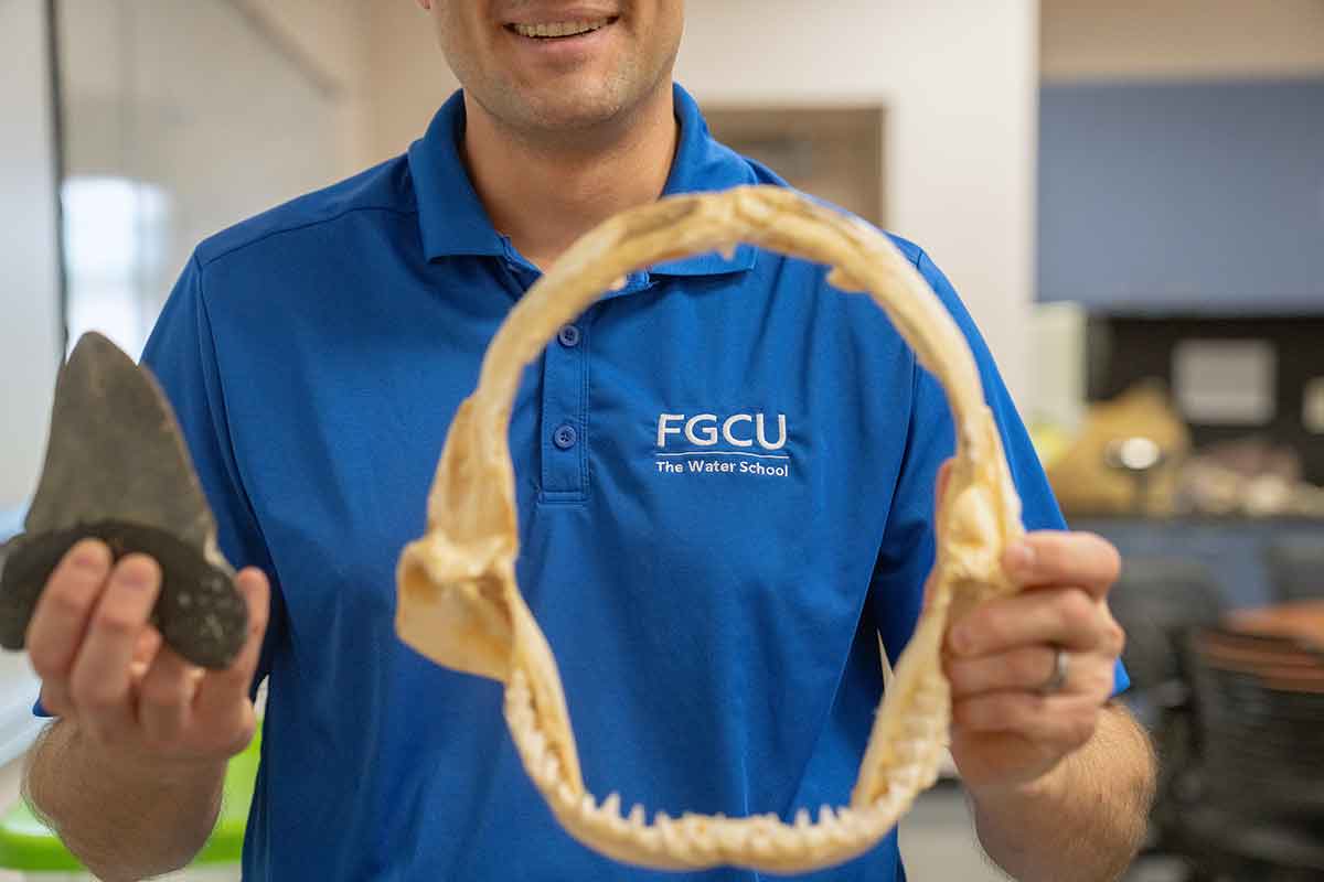 A man in a blue polo shirt holds one large megalodon tooth in one hand and the jawbone of a great white shark in the other, to contrast size. The FGCU logo on his shirt is visible through the jawbone.