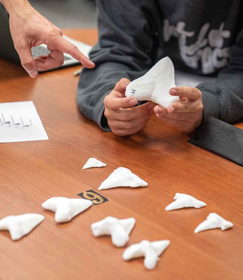 Someone in a grey sweatshirt holds a white, 3D-printed megalodon tooth while a hand points at it. On the table in front of the hands lay eight more white teeth.