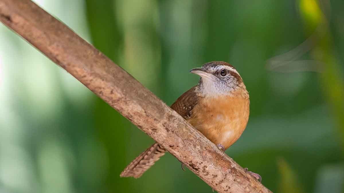 A small bird with a round body perched on a thin tree branch