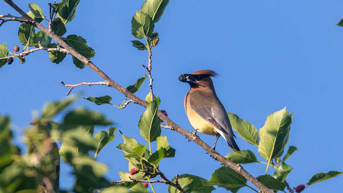 A medium-sized, sleek bird with a large head, short neck and a stripe of black from the beak to the back of its crest, holding a mulberry in its beak, perched on a thin tree branch