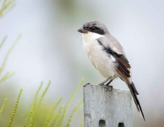 A small gray bird with a stripe of black at the eyes and black wings with white patches, and a slim black tail perched on a sign post