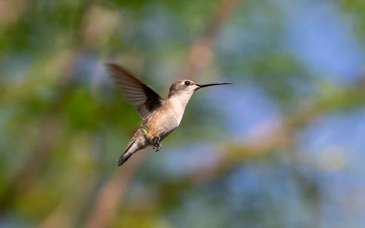 A tan and white hummingbird, mid-flight, with a blurred tree in the background