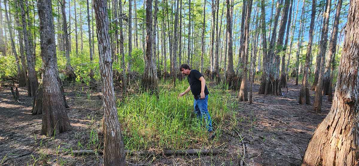 A man in a black t-shirt and blue jeans stands in a green area with tall cypress trees surrounding him
