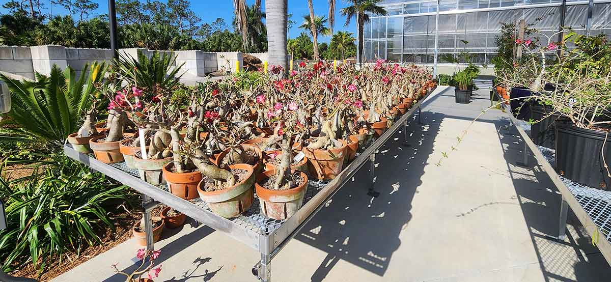 Dozens of potted pink-flowering plants on a metal table in an outdoor shade house