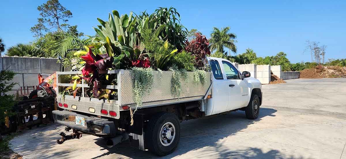A white pick-up truck is loaded with potted green plants
