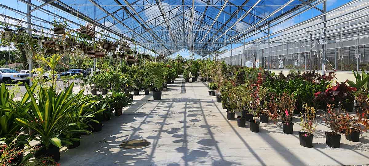 A wide shot of a shade house with rows of potted plants