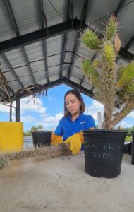 A woman in a blue polo shirt and yellow work gloves with several potted cacti on a table under an open-air, roofed building