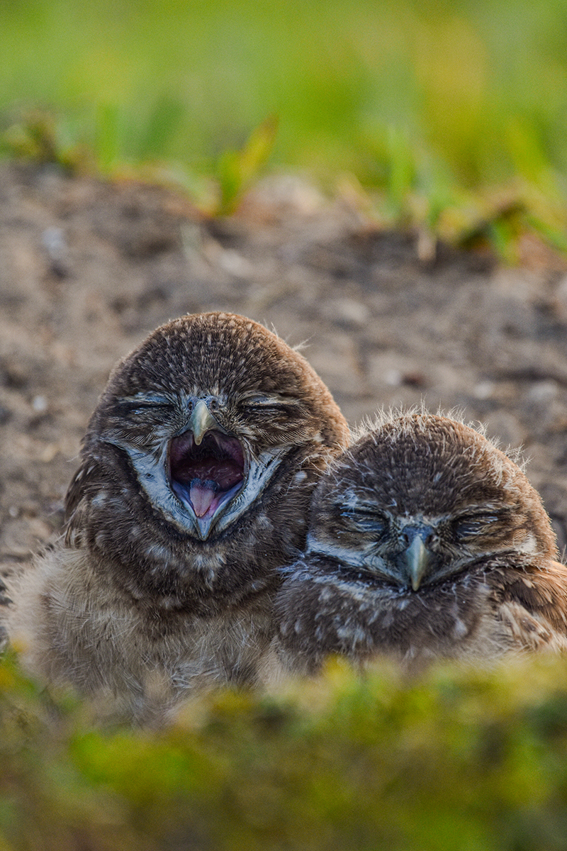 wo young owls sit closely on the ground. One owl yawns with eyes closed and beak open; the other has eyes closed and head slightly tilted down. The background includes dirt and green grass.