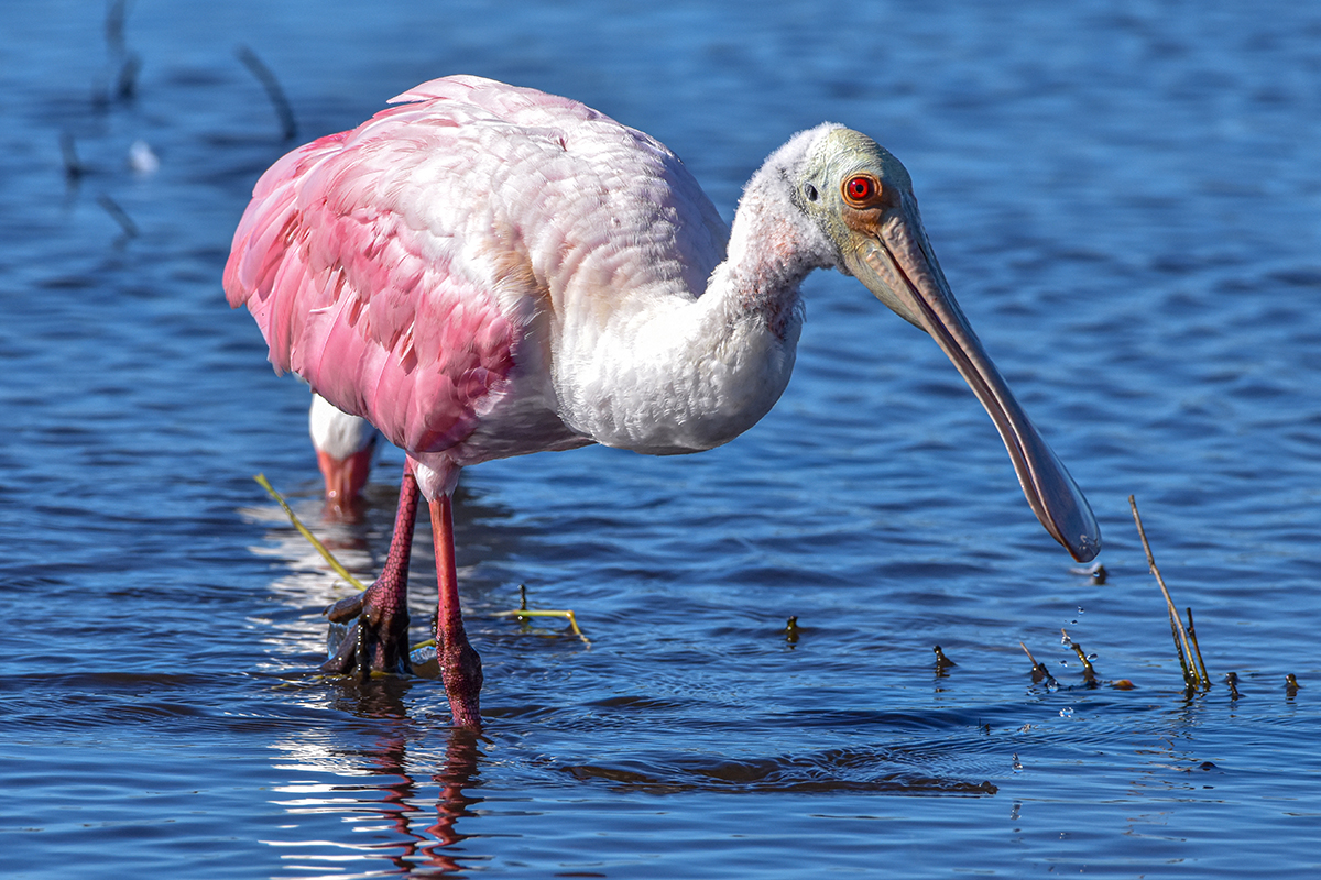 A pink roseate spoonbill wades in calm, shallow blue water with plants nearby.