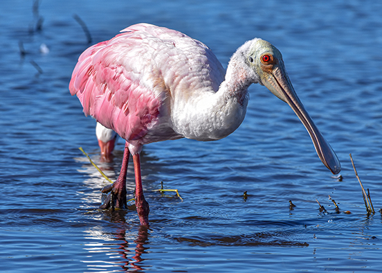A pink roseate spoonbill wades in calm, shallow blue water with plants nearby.