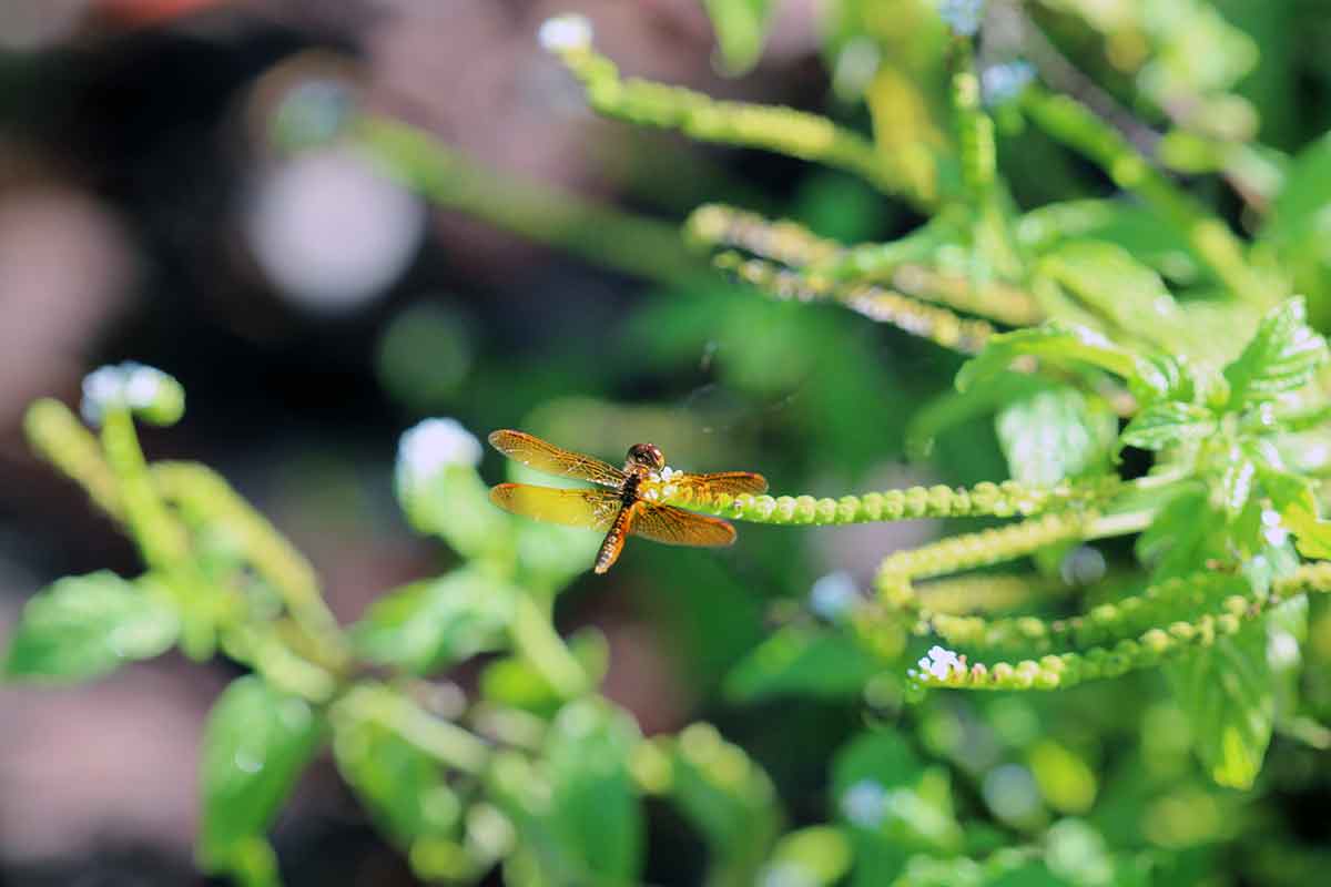 An insect with four, brown, semi-translucent wings on a stumpy brown torso sits upon a plant shaped like a string of green pearls