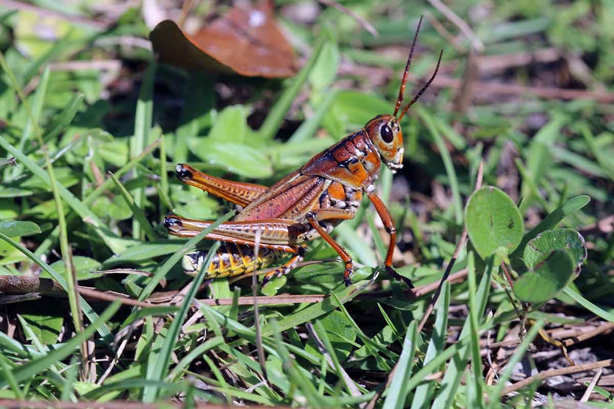 A black-eyed grasshopper with a beige-yellow body and yellow and red stripes on its back, in the green grass