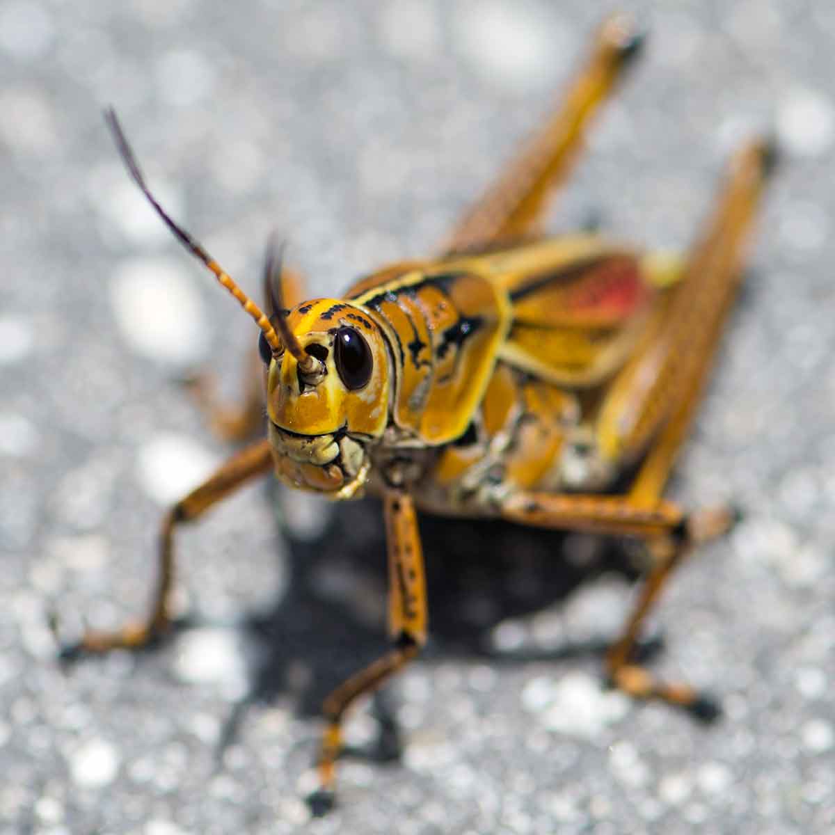 A black-eyed grasshopper with a beige-yellow body and yellow and red stripes on its back