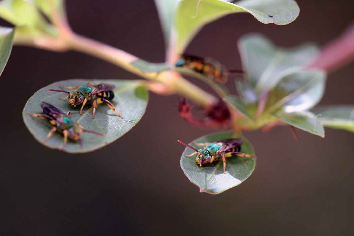 Three bees are clearly seen on two small leaves of a plant, with a fourth bee on another leaf in the blurred background. The bees have a green back and longer, sleeker wings than a honeybee