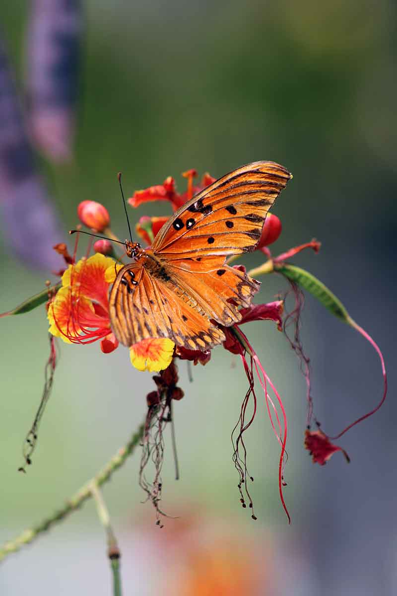 An orange butterfly on a stringy-looking flower with a blurred nature background