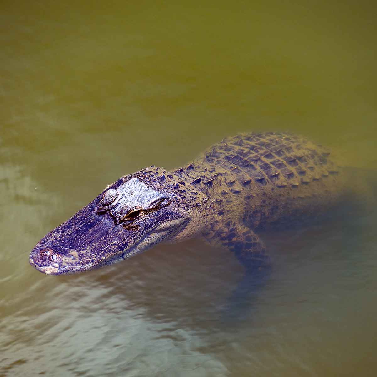 A close-up photo of an alligator peeking out of a pond, with its snout, left front limb and torso visible